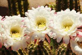 Here are a couple of interesting facts about this fine specimen that you might want to know about Things To Know About The Saguaro Cactus