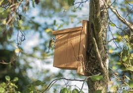 Image result for Flyte Blackbird Nest Box