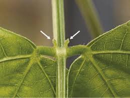 Image result for Macaranga mellifera