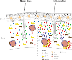 Differences in skin color among individuals is caused by variation in pigmentation, which is the result of genetics. Live Imaging Of The Skin Immune Responses Springerlink