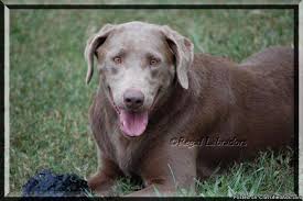 Their loyalty and independence make them a perfect regular visits to the vet will take care of most common issues, but owners should keep an eye out for overeating in their pup. Akc Silver Lab Puppies Price 1 200 For Sale In Marysville California Best Pets Online