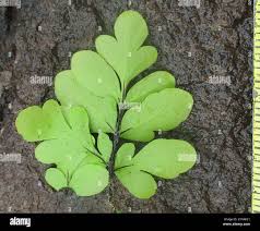 Image result for Actiniopteris dimorpha