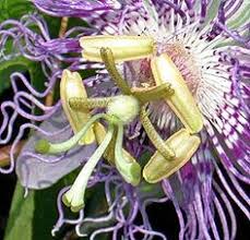 Native perennials are indigenous to the united states and canada. 23 Tennessee Native Plants Ideas Native Plants Plants Tennessee