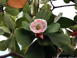 Image result for Clusiaceae