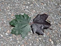 The alternate, lanceolate leaves are arranged in a spiral around the stem. Bushy Autumn Tree Merge Dragons Merge Dragons Sugar Fruits Event Cloud Keys Guide 2020 118 853 Likes 2 093 Talking About This Floridab Button