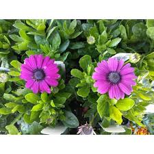 I love this ace hardware the employees are always knowledgeable and helpful. Our Top 10 Favorite Garden Flowers Owenhouse Ace Hardware