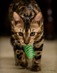 On the other hand, some breeds never lose their kitten spirit and want to play all the time. Bangle Cat Bengal Cat Cat Having Kittens Bengal Cat Kitten