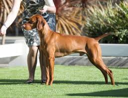 It will bark at strangers. Responsibly Bred Versatile Vizslas Responsibly Bred Versatile Vizslas