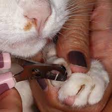 kedi tirnagi nasil kesilir