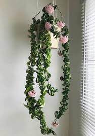 Pin On Plants