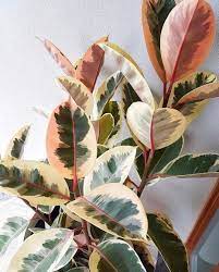 Plants Manila On Instagram On Hand Rubber Plants Available In Different Varieties Ruby Tineke Burgundy Dm To See Actual Pho Plants House Plants Ficus