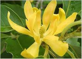 Bunga kenanga atau nama saintifiknya cananga odorata tergolong dalam dalam famili annonaceae. Manfaat Bunga Kenanga Steemit