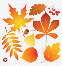 Check spelling or type a new query. Autumn Leaves Drawing Autumn Leaves Drawing Free Transparent Png Clipart Images Download
