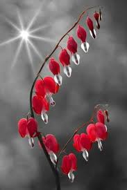 Black And White Bleeding Heart Flower Images Pin By Joyce Kolb On Red Bleeding Heart Flower Bleeding Heart Flower Heart