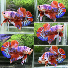 Betta splendens half moon dragon candy koï. Candy Hmpk Male