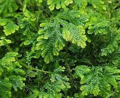 Image result for Selaginella nivea