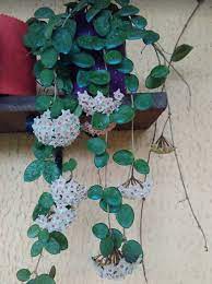 Hoya Mathilda Care Advice For Hoya Plants Https Www Houseplant411 Com Houseplant Hoya Plant How To Grow Care Tips Hoya Plants Plants House Plants