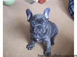 We raise our adults and puppies with lots of love and care. Pure Breed Akc French Bulldog Puppies For Sale Animals Tampa Florida Announcement 43182