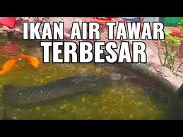 Mengingat peluang ekonominya cukup besar. Ikan Air Tawar Terbesar Di Dunia Hidup Dalam Kolam Kecil Youtube