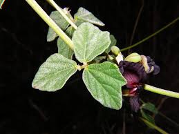 Image result for Macroptilium atropurpureum