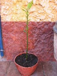 Misho Bonsai Experimentemos Con Un Aguacate Arboles Bonsai Arboles Enanos Aguacate
