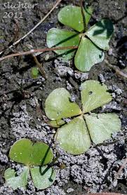 Image result for Marsilea vera