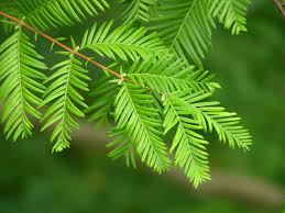 Image result for Metasequoia glyptostroboides