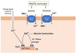 Oct 07, 2017 · minocycline and calcium channel blockers (for raynauds) calcium channel blockers; Calcium Channel Blockers Intechopen