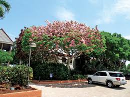 Image result for Cassia javanica