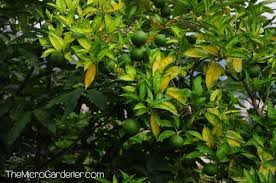 In fact, the fruit may take as long as nine months to ripen. Why Are My Lemons Staying Green Not Yellow The Micro Gardener
