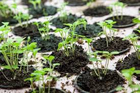 Maybe you would like to learn more about one of these? How To Really Boost Your Garden With Epsom Salt Greenway Biotech Inc