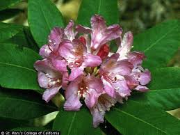 Image result for Rhipidoglossum microphyllum