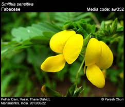 Image result for Smithia erubescens