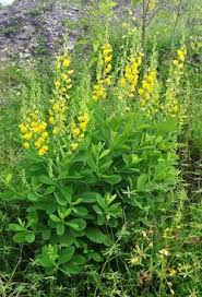 Image result for Crotalaria pisicarpa