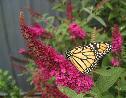 What kind of flowers attract monarch butterflies. 10 Flowers That Attract Monarch Butterflies Growing Organic