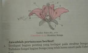 Paling Bagus 23 Gambar Bunga Kembang Sepatu Beserta Strukturnya Definisi Bunga Sempurna Adalah Bunga Yang Memiliki Lim Gambar Menggambar Bunga Kembang Sepatu