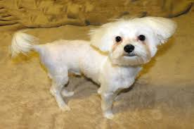 Maltese Dogs 7 Popular Haircut Styles And Colors Teacup