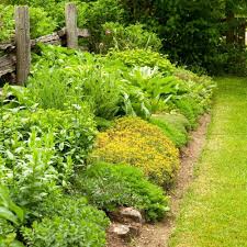 Dwarf evergreen shrub useful in the foreground of plantings or as a low formal hedge or edging in the garden. Low Maintenance Shrub Packs Best4hedging