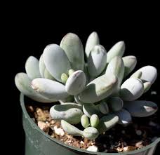 Image result for Cotyledon orbiculata