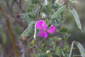 Image result for Mundulea