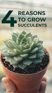 Free 4 Reasons To Grow Succulents In 2021 Succulents Succulent Garden Diy Garden Containers