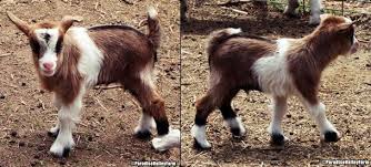 Kids For Sale Pets For Sale Mini Goats For Sale Goats For Sale