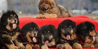 Tibetan Mastiff Puppy Picture Tibetan Mastiff Puppy Mastiff Puppies Mastiff Puppies For Sale