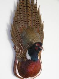 Ringneck Pheasant Wall Mount Taxidermy Waterfowl Taxidermy Bird Taxidermy Taxidermy