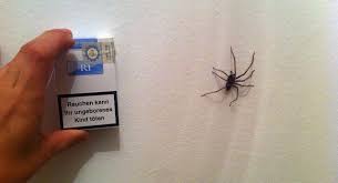 Meine trichternetzspinne oder auch winkelspinne hatte jetzt eine woche zeit ein großes netz zu bauen. Ecotourismus De Grosse Winkelspinne Tegenaria Atrica