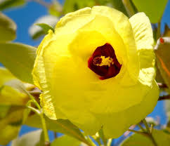 Tree with yellow flowers australia. Yellow Cotton Tree Flower Free Stock Photos Rgbstock Free Stock Images Xymonau April 11 2012 14