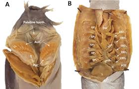 Image result for Dignathia