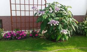 Naturalnie występuje w południowej, środkowej i wschodniej europie, oraz na części obszaru azji. Zielono Zakreceni Hortensja Omszona Kosmata Hydrangea Aspera Macrophylla 1 3