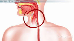 Physical Chemical Changes In The Digestive System Video Lesson Transcript Study Com