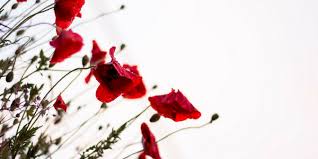 Anzac day services allowed with crowds across australia. 8 Books For Anzac Day Reading Australia